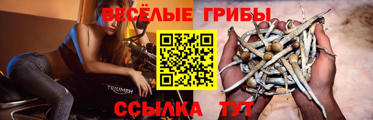 Галлюциногенные грибы Psilocybine cubensis Фрязино